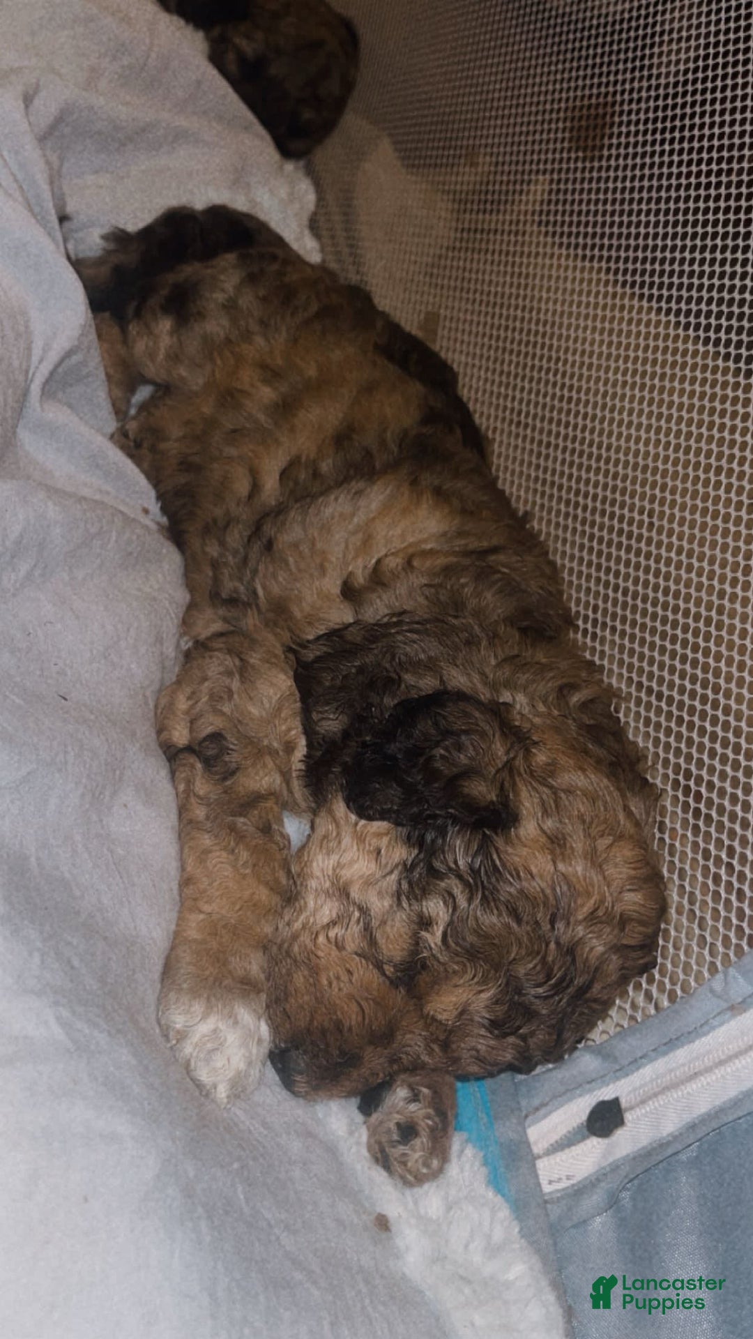 Standard Poodle dogs for sale: Alda - Image 13