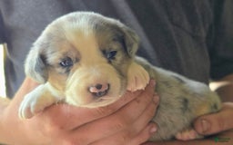 Miniature Australian Shepherd dogs for sale: Liam - Image 3