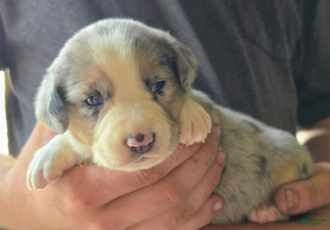 Miniature Australian Shepherd dogs for sale: Liam - Image 3