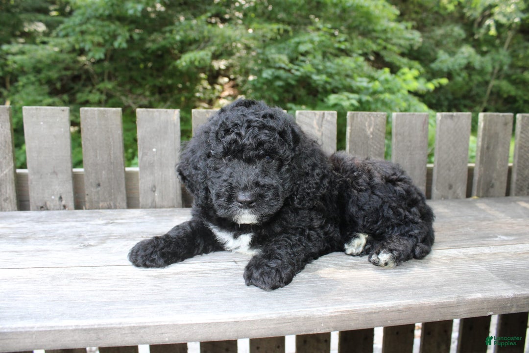 Mini Goldendoodle dogs for sale: Kevin - Image 9