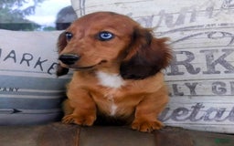 Miniature Dachshund dogs for sale: Scout - Image 7