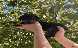 Doberman Pinscher dogs for sale: Grey Collar - Image 11