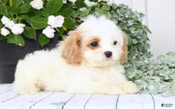 Cavapoo dogs for sale: Bailey - Image 3