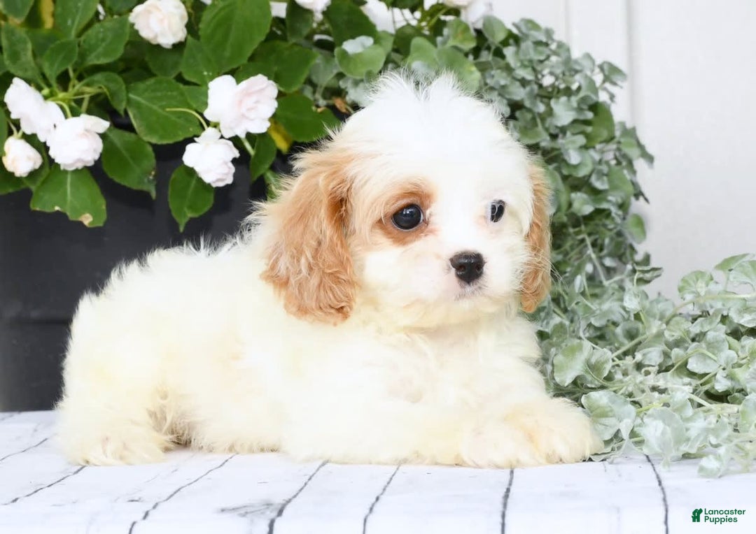 Cavapoo dogs for sale: Bailey - Image 3