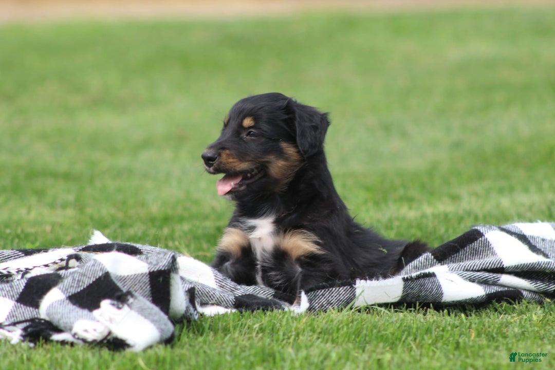 English Shepherd dogs for sale: Milano - Image 4