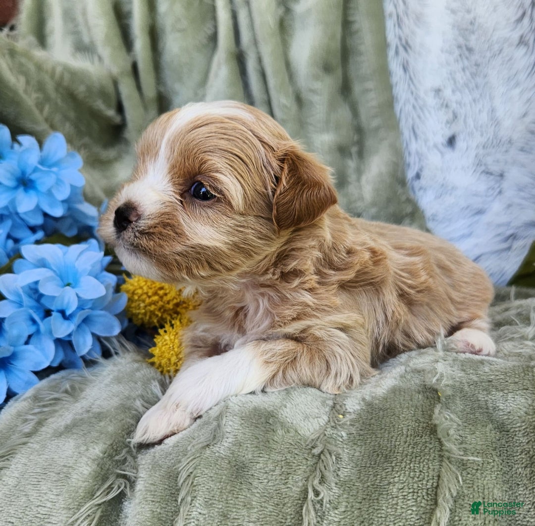 Shihpoo dogs for sale: Aspen - Image 9