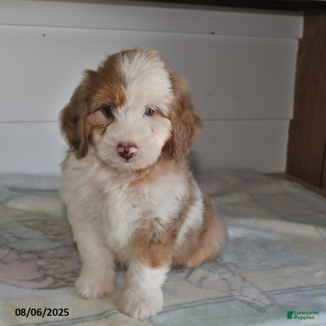 Mini Aussiedoodle dogs for sale: Oscar - Image 2
