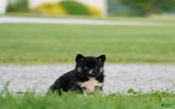 Gerberian Shepsky dogs for sale: Henry - Image 3