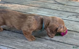 Dachshund dogs for sale: Otis - Image 13