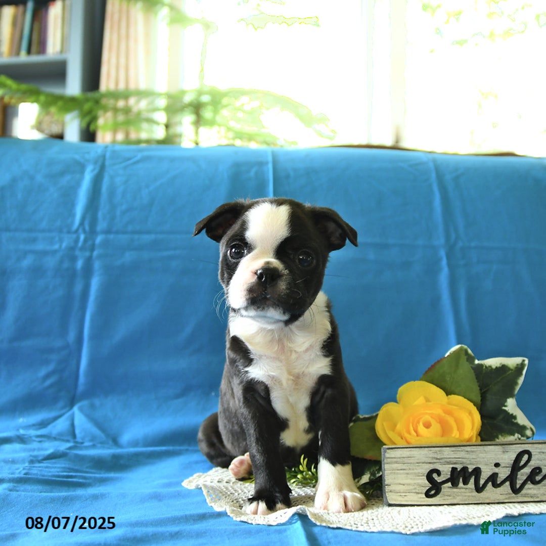 Boston Terrier dogs for sale: Landon - Image 2