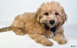 Bichpoo dogs for sale: Austin - Image 3