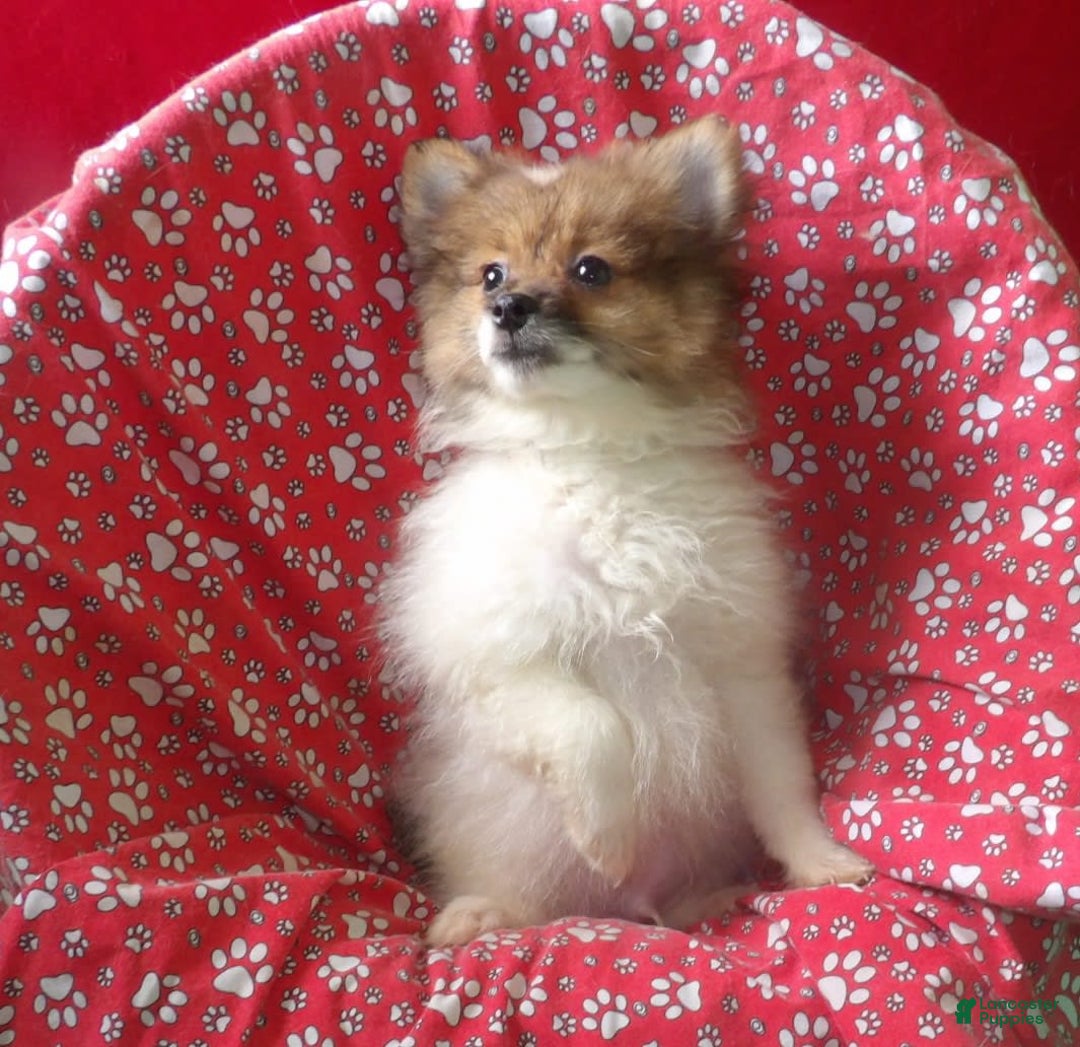 Pomeranian dogs for sale: Bebo - Image 5