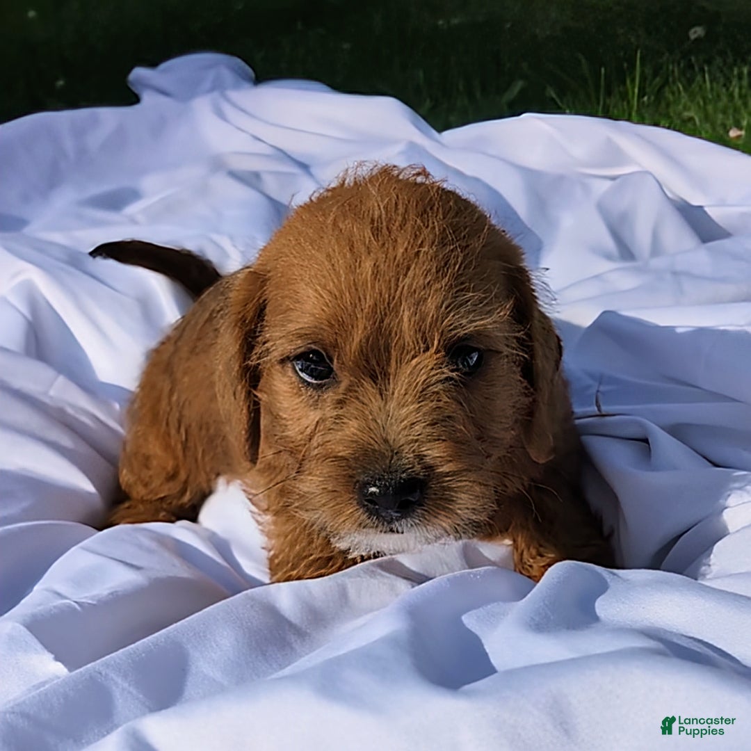 Jackapoo dogs for sale: Barkley - Image 3