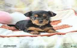 Yorkshire Terrier dogs for sale: Yorkshire Terrier 6 puppies - Image 15