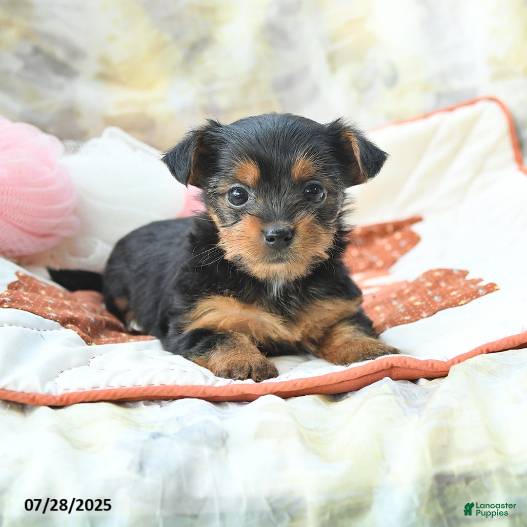 Yorkshire Terrier dogs for sale: Yorkshire Terrier 6 puppies - Image 15