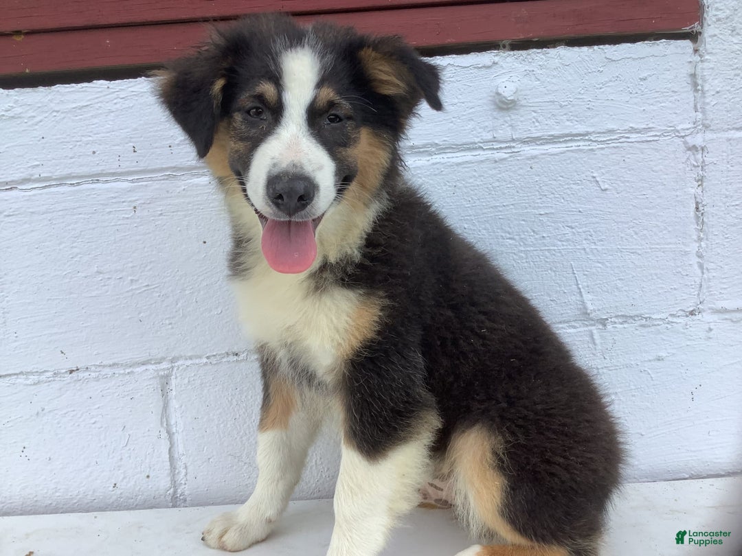 Australian Shepherd dogs for sale: Benji - Image 5