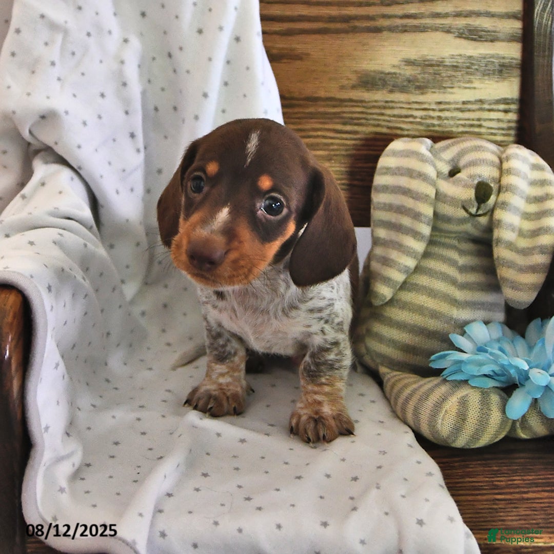 Miniature Dachshund dogs for sale: Miniature Dachshund 5 puppies - Image 25