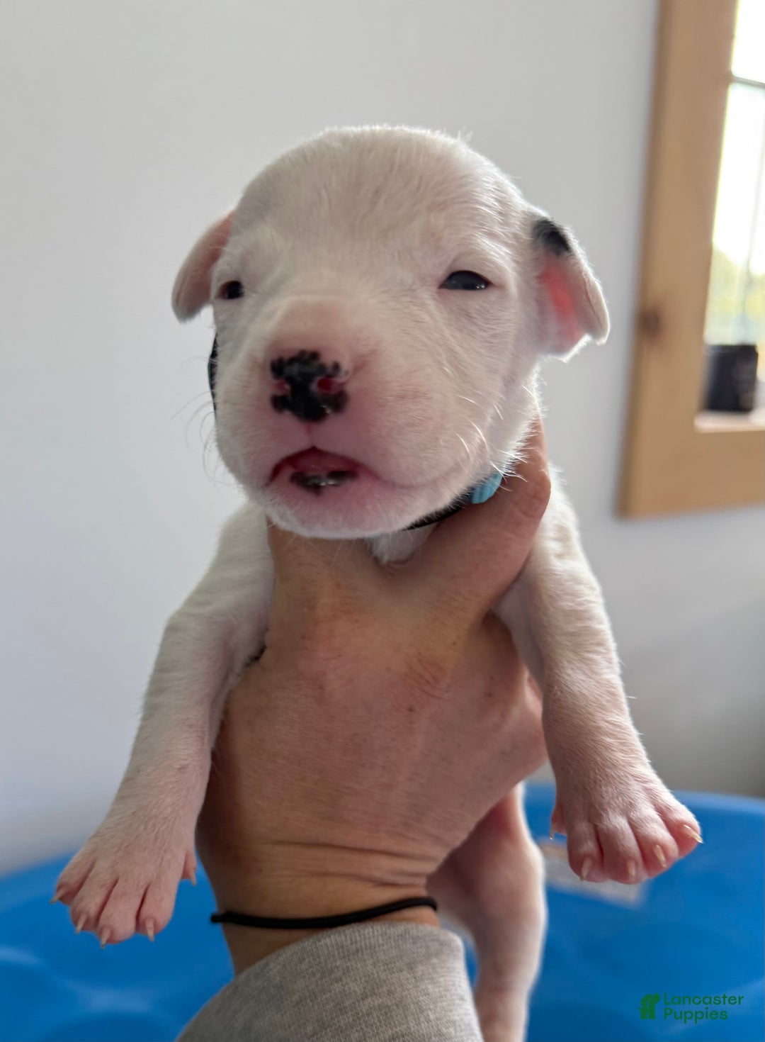 Dogo Argentino dogs for sale: M3 - Image 1