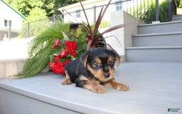 Yorkshire Terrier dogs for sale: Tucker - Image 9