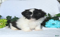 Shih Tzu dogs for sale: Asher - Image 3