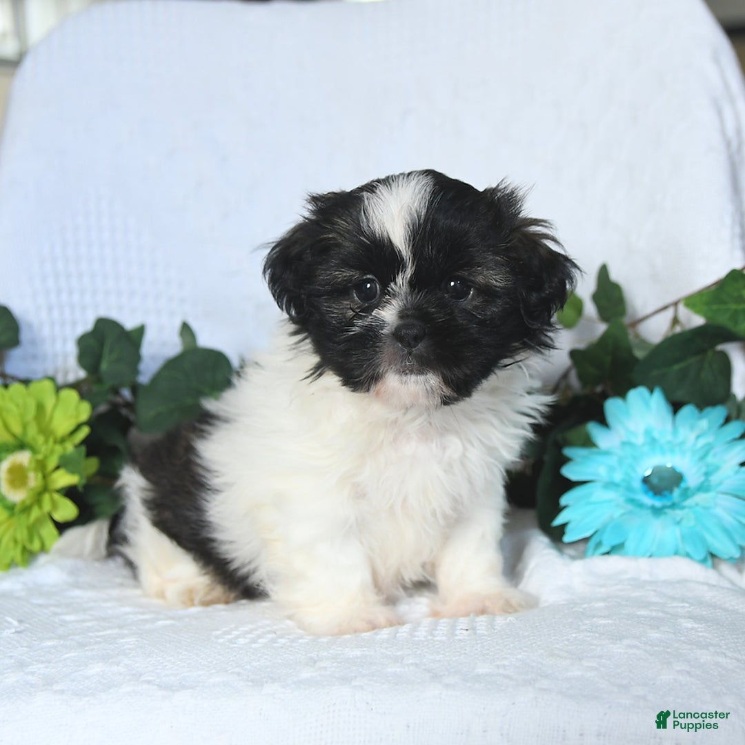 Shih Tzu dogs for sale: Asher - Image 3