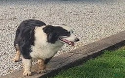 Australian Shepherd dogs for sale: Sophie - Image 9