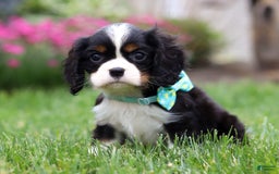 Cavalier King Charles Spaniel dogs for sale: Victor - Image 2