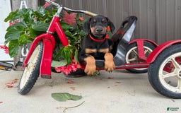 Doberman Pinscher dogs for sale: Micheal - Image 3