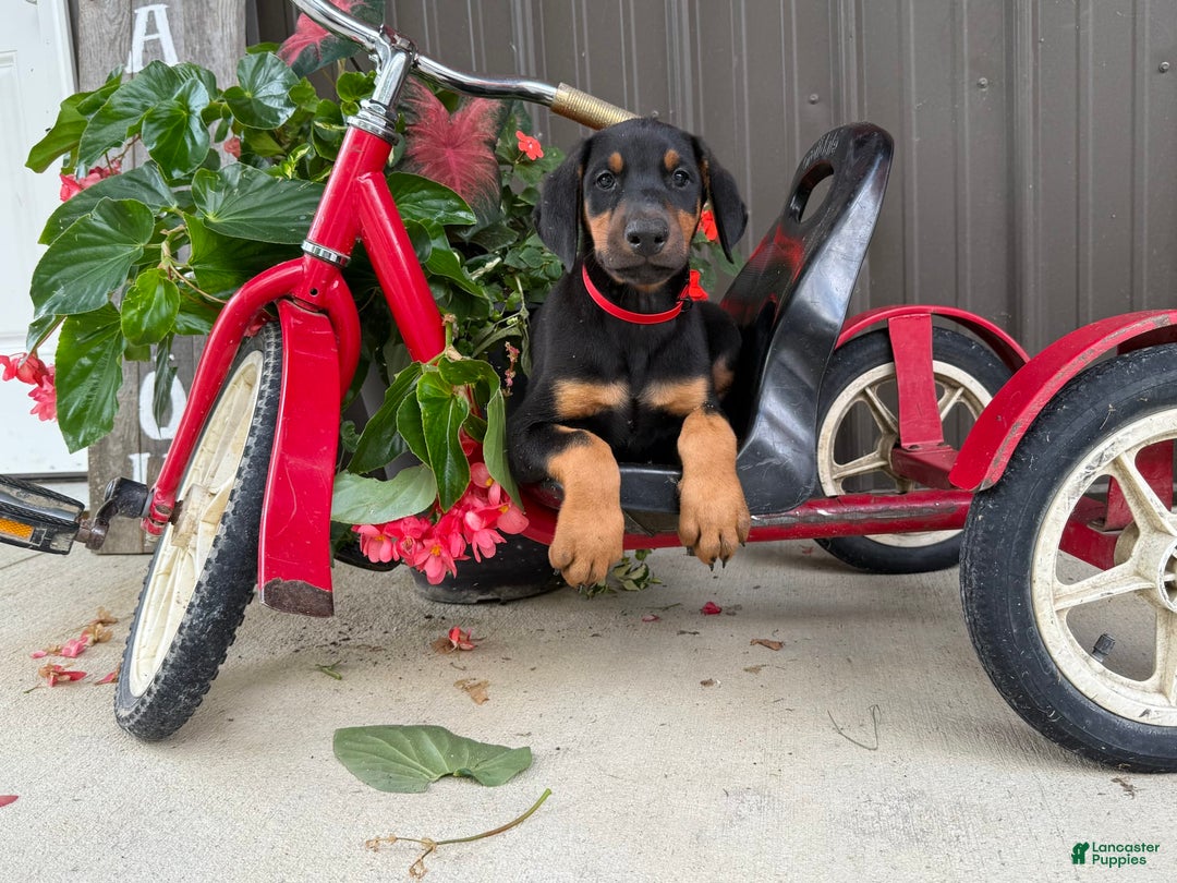 Doberman Pinscher dogs for sale: Micheal - Image 3