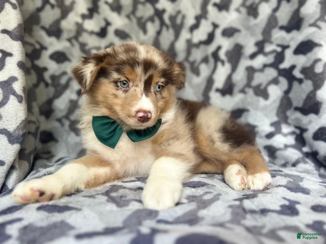 Miniature Australian Shepherd dogs for sale: Onyx - Image 7