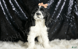 Cocker Spaniel dogs for sale: Lewey - Image 1