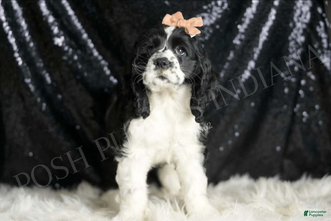 Cocker Spaniel dogs for sale: Lewey - Image 1