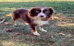 Miniature Australian Shepherd dogs for sale: Jody - Image 6