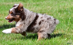 Miniature Australian Shepherd dogs for sale: Neal - Image 3