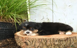 Miniature Australian Shepherd dogs for sale: Harry - Image 8