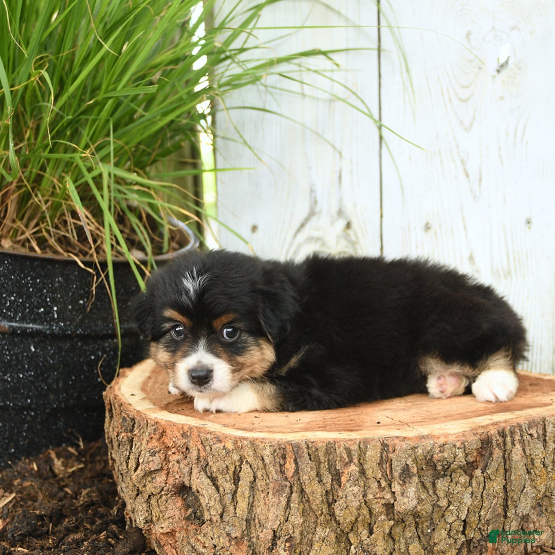 Miniature Australian Shepherd dogs for sale: Harry - Image 8