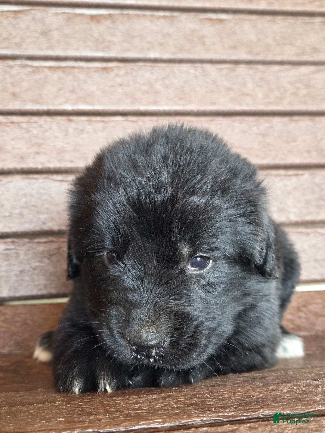 Newfoundland dogs for sale: Lexi - Image 3