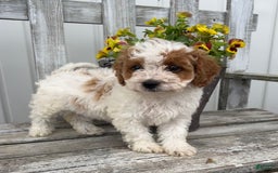 Cavapoo dogs for sale: Cassidy - Image 3
