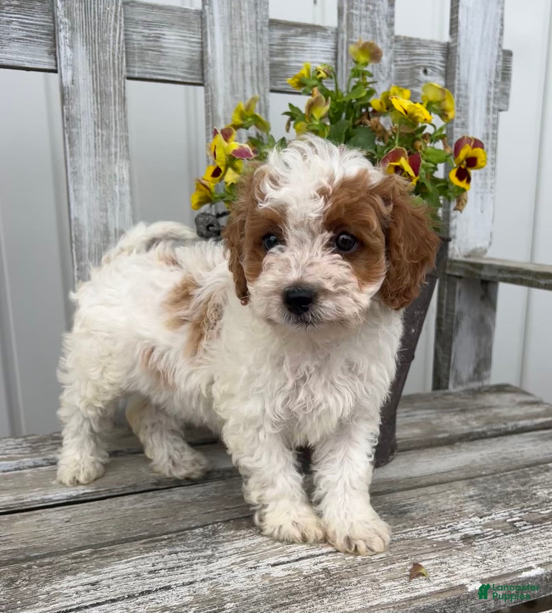 Cavapoo dogs for sale: Cassidy - Image 3