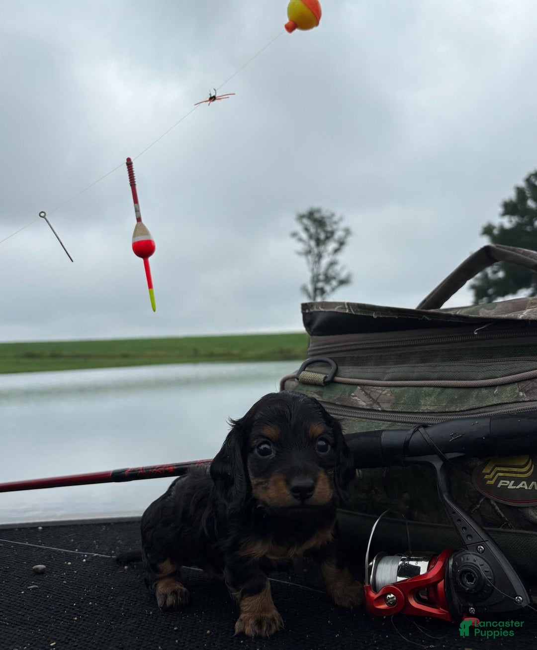 Miniature Dachshund dogs for sale: Rocky - Image 1