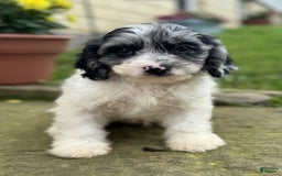 Cavapoo dogs for sale: Frankie - Image 4