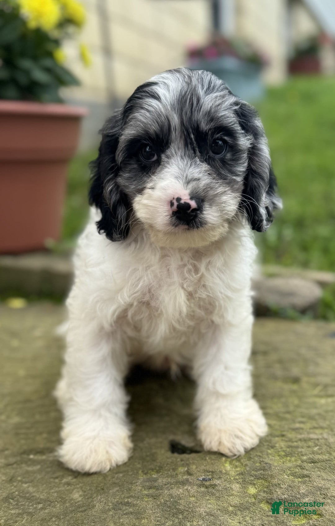 Cavapoo dogs for sale: Frankie - Image 4