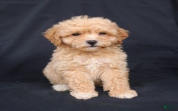 Bichpoo dogs for sale: Brady - Image 3