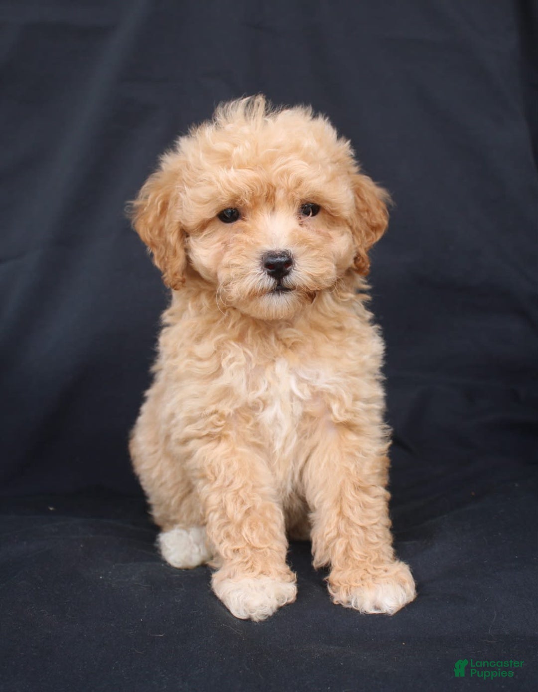 Bichpoo dogs for sale: Brady - Image 3