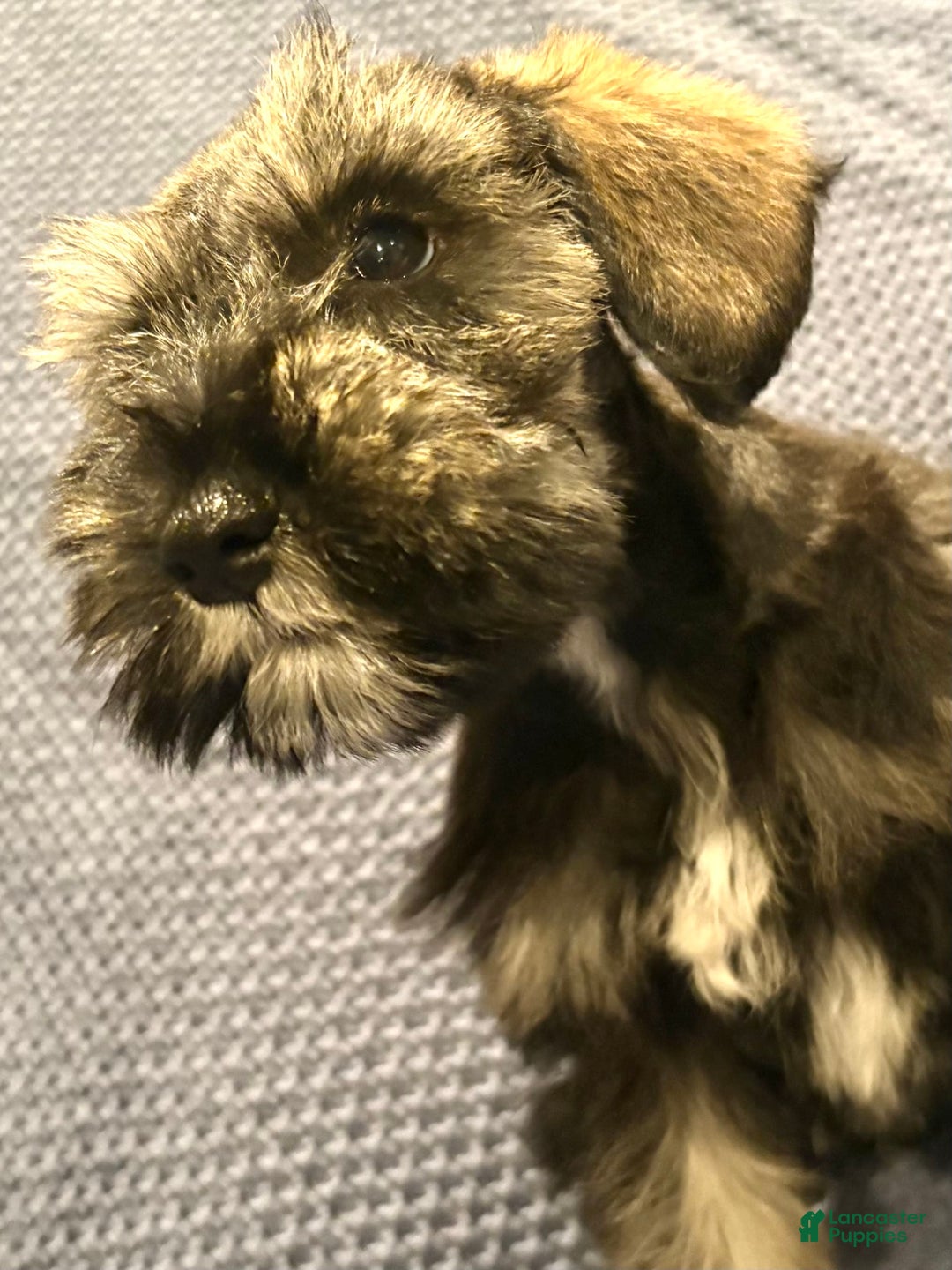 Miniature Schnauzer dogs for sale: Skyland - Image 3