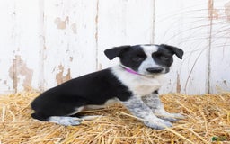 Australian Cattle Dog dogs for sale: Pansey - Image 1