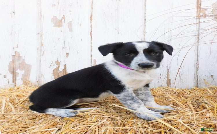 Australian Cattle Dog dogs for sale - Ad 1