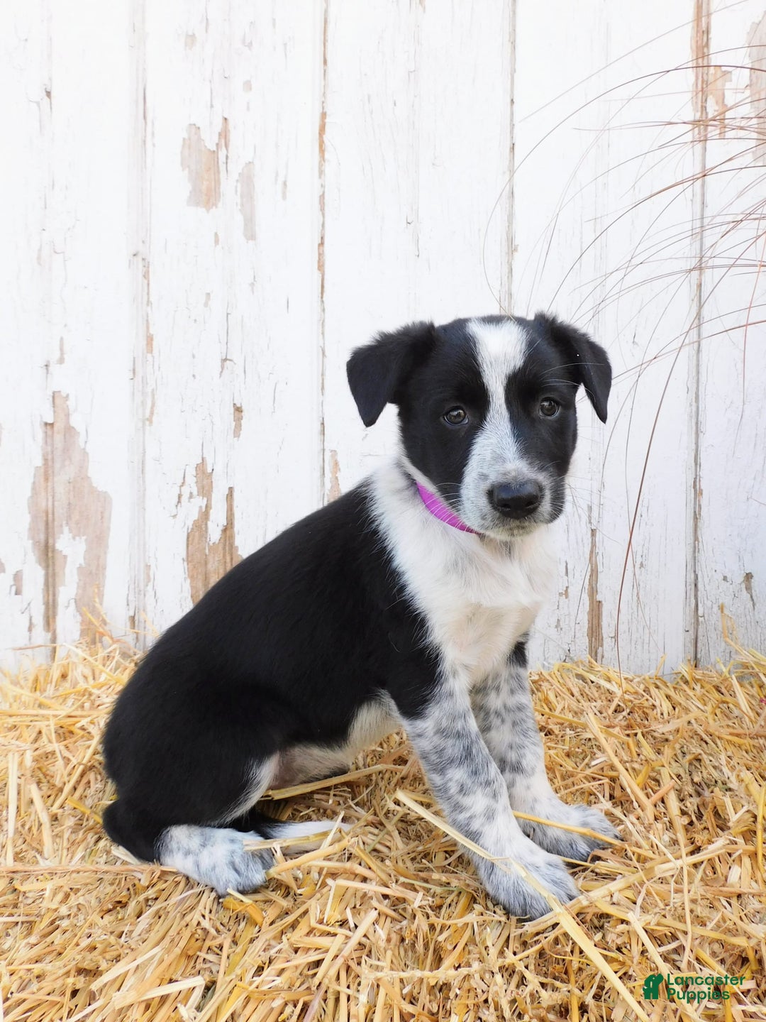 Australian Cattle Dog dogs for sale: Pansey - Image 1