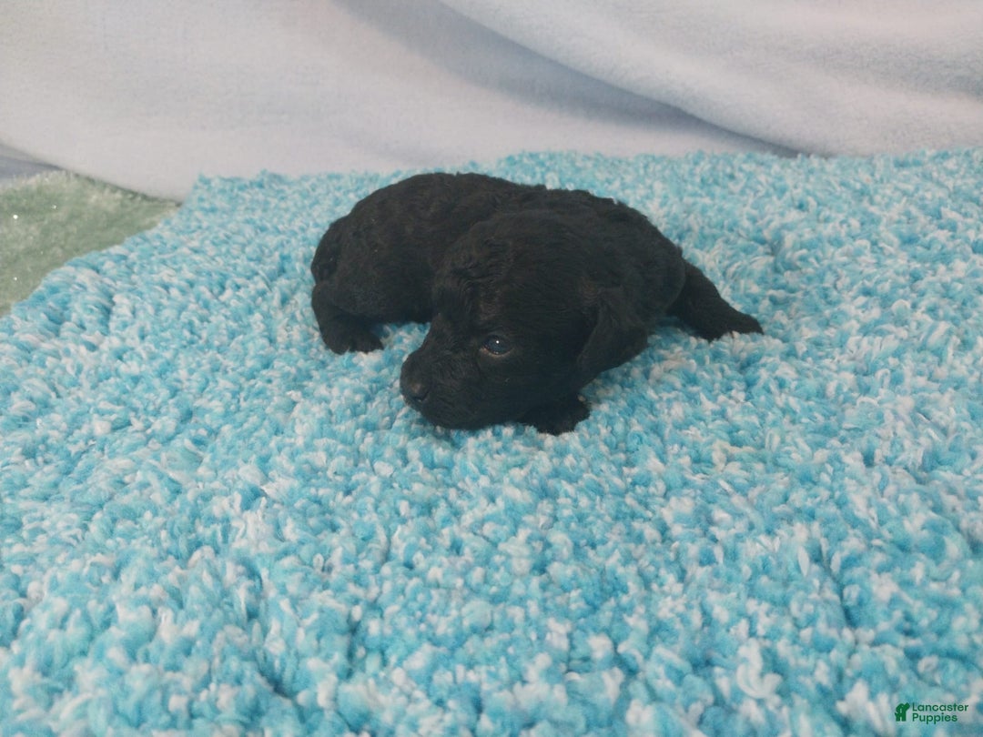 Toy Poodle dogs for sale: Derby - Image 3