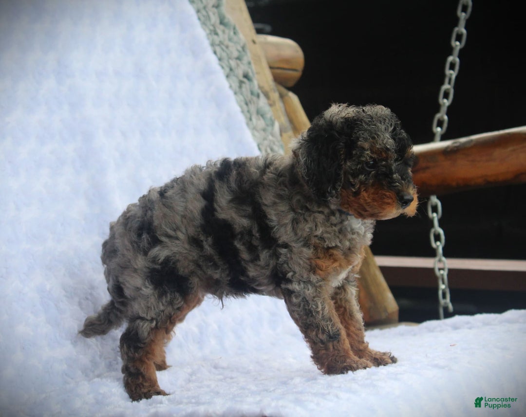 Miniature Poodle dogs for sale: Davis - Image 2